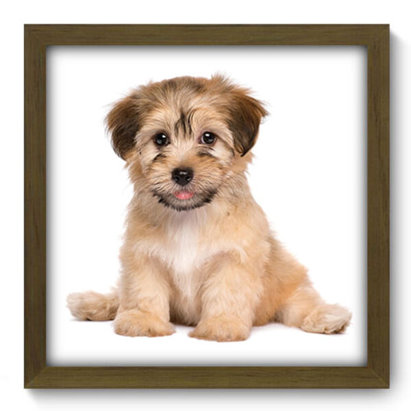Quadro Decorativo - Cachorro - 33cm X 33cm - 186qdsm
