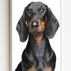 Quadro Decorativo Cachorro Black Dachshund - 70x50cm Moldura