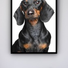 Quadro Decorativo Cachorro Black Dachshund - 70x50cm Moldura