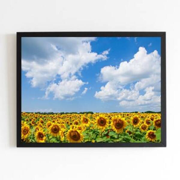 Quadro Decorativo Campo De Girassóis 45x34cm A3 (45 X 34)