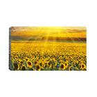 Quadro Decorativo Campo De Girassóis 55x100cm