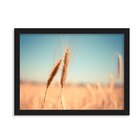 Quadro Decorativo Campo De Trigo Caniço-de-água