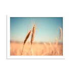 Quadro Decorativo Campo De Trigo Caniço-de-água