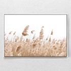 Quadro Decorativo Capim Rabo De Raposa Horizontal Com Moldura