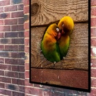 Quadro Decorativo Casal De Periquitos  - 70x50cm Moldura Bran