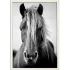 Quadro Decorativo Cavalo Preto E Branco Sem Vidro Branco