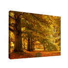 Quadro Decorativo Cenário De Outono