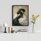 Quadro Decorativo Cisnes Branco E Negro 45x34cm - Com Vidro M