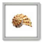 Quadro Decorativo - Concha - 33cm X 33cm - 038qdkb