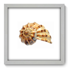Quadro Decorativo - Concha - 33cm X 33cm - 038qdkb