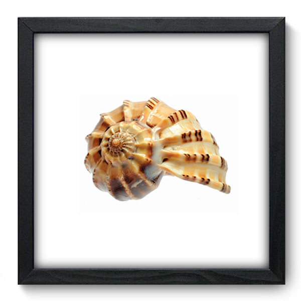 Quadro Decorativo - Concha - 33cm X 33cm - 038qdkp