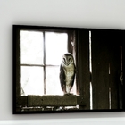 Quadro Decorativo Coruja De Celeiro  - 70x50cm Moldura Branca