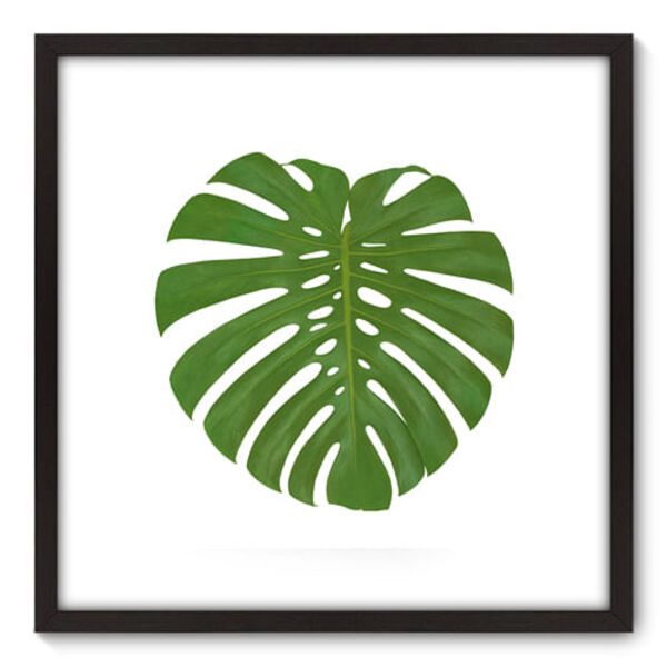 Quadro Decorativo - Costela De Adão - 70cm X 70cm - 072qnddp