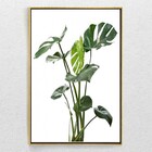 Quadro Decorativo Costela De Adão Com Moldura E Sem Vidro 100