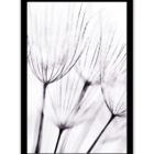 Quadro Decorativo Dente De Leão 30x45 P/ Sala Quarto