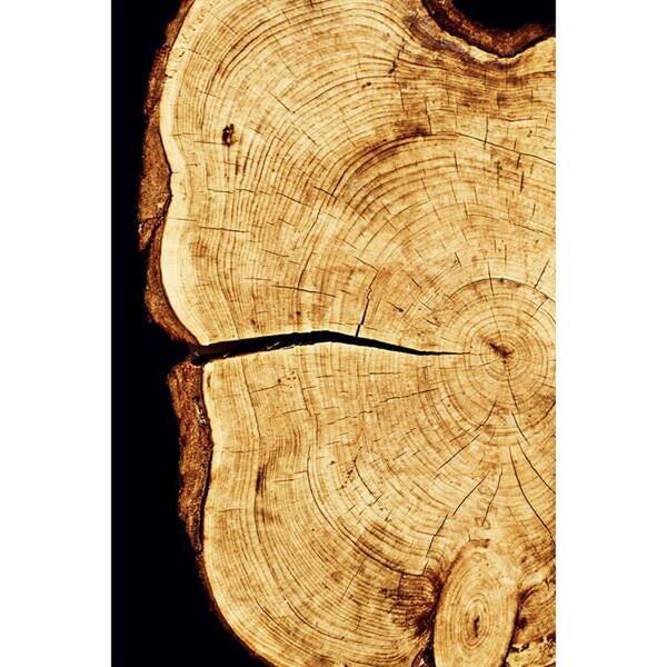 Quadro Decorativo Detalhes Da Natureza Interior Da Árvore 1 T