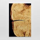 Quadro Decorativo Detalhes Da Natureza Interior Da Árvore 1 T