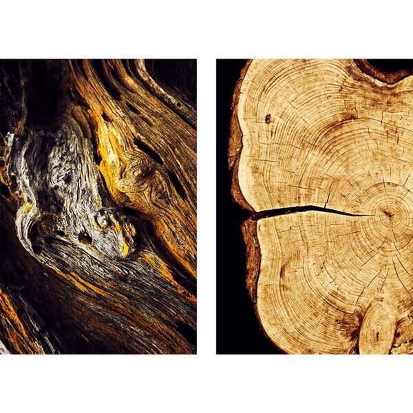 Quadro Decorativo Detalhes Da Natureza Troncos De Árvores 2 T