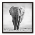 Quadro Decorativo - Elefante - 70cm X 70cm - 002qnsdp