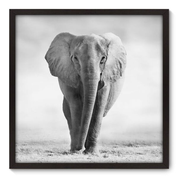 Quadro Decorativo - Elefante - 70cm X 70cm - 002qnsdp