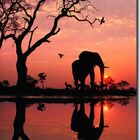 Quadro Decorativo Elefante África 1 Peça