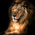 Quadro Decorativo Em Canvas Leão 3 - Preta - 130 X 86 66