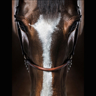 Quadro Decorativo Em Canvas Rosto Cavalo - Na Armação (estica