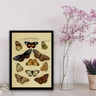 Quadro Decorativo Espécie De Borboletas 24x18cm Moldura:madei
