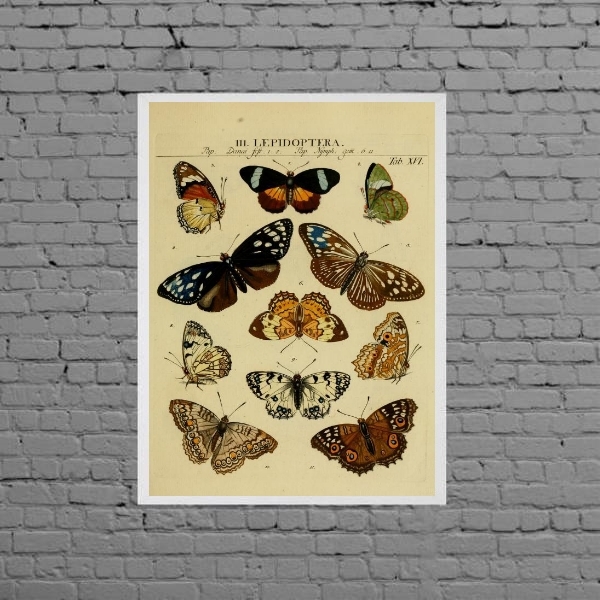 Quadro Decorativo Espécie De Borboletas 24x18cm Moldura:madei