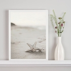 Quadro Decorativo Estrela Do Mar Branca 45x34cm Moldura:madei