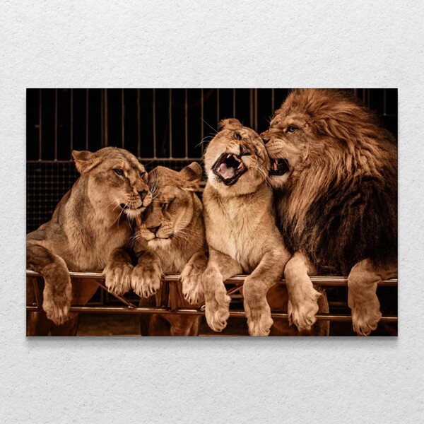 Quadro Decorativo Família Quatro Leões Sem Moldura Sem Vidro
