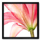 Quadro Decorativo - Flor - 50cm X 50cm - 013qnfcp