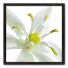 Quadro Decorativo - Flor - 70cm X 70cm - 010qnfdp