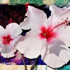 Quadro Decorativo Flor Branca Para Sala 1 Peça