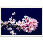 Quadro Decorativo Flor De Cerejeira Sem Vidro Branco