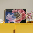 Quadro Decorativo Flores E Folhas Flor De Anêmona Azul,rosa E