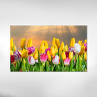 Quadro Decorativo Flores Tulipa Coloridas 1 Peça