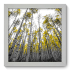 Quadro Decorativo - Floresta - 22cm X 22cm - 060qndab