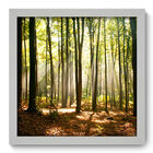 Quadro Decorativo - Floresta - 33cm X 33cm - 074qnpbb