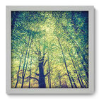 Quadro Decorativo - Floresta - 33cm X 33cm - 277qddb