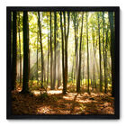 Quadro Decorativo - Floresta - 50cm X 50cm - 074qnpcp