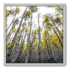 Quadro Decorativo - Floresta - 70cm X 70cm - 060qnddb