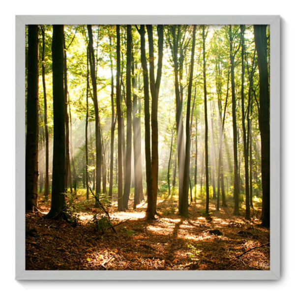 Quadro Decorativo - Floresta - 70cm X 70cm - 074qnpdb