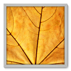 Quadro Decorativo - Folha - 50cm X 50cm - 011qndcb