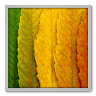 Quadro Decorativo - Folhas - 70cm X 70cm - 034qnddb
