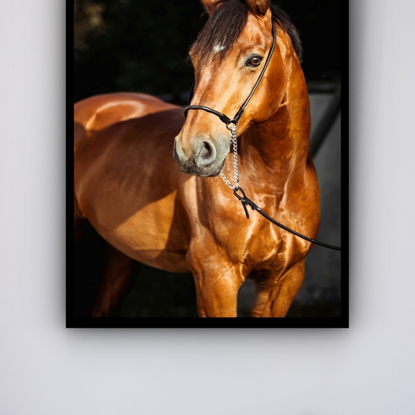 Quadro Decorativo Foto Cavalo Marrom Sol  - 70x50cm Moldura P