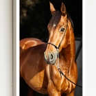 Quadro Decorativo Foto Cavalo Marrom Sol  - 70x50cm Moldura P