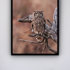 Quadro Decorativo Foto Coruja Árvore Seca  - 70x50cm Moldura