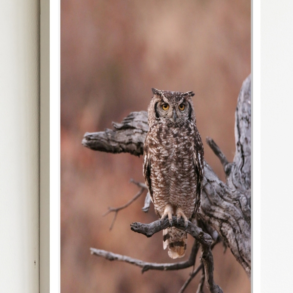 Quadro Decorativo Foto Coruja Árvore Seca  - 70x50cm Moldura