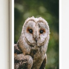 Quadro Decorativo Foto Coruja Fundo Verde  - 70x50cm Moldura